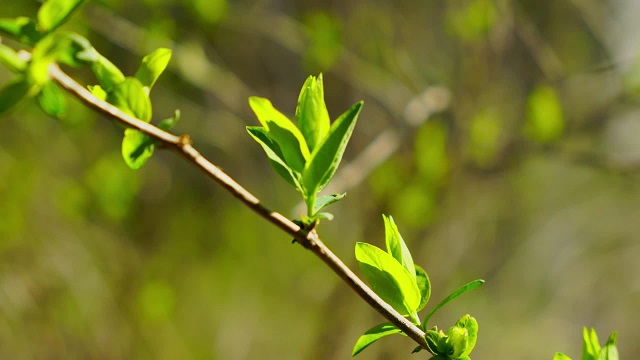 Божья защита - Тайна везения