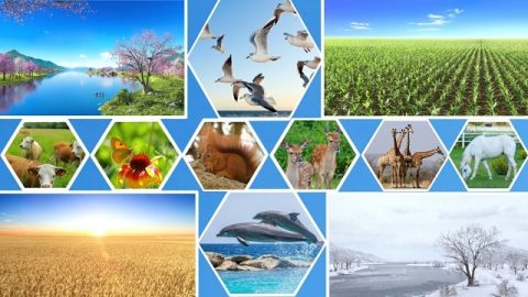 Животные и растения