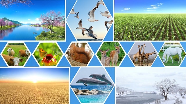 На пятый день жизнь многообразных и разнородных форм разными способами демонстрирует власть Творца