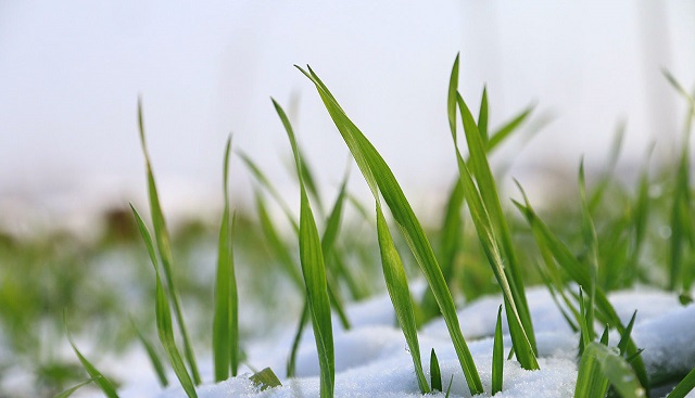 снег и трава